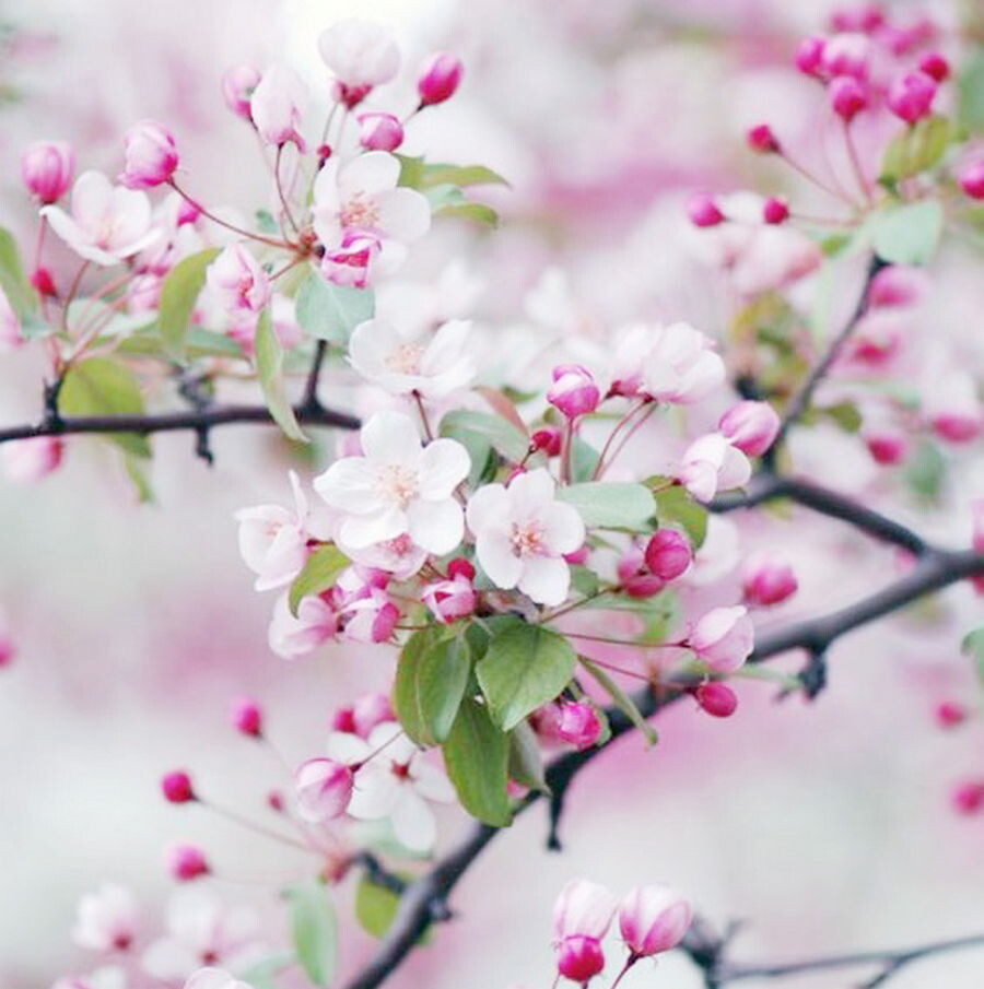 شعر زیبا بهاری